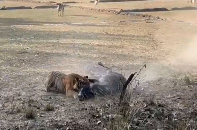 CLIP: Hổ dữ đoạt mạng bò của nông dân