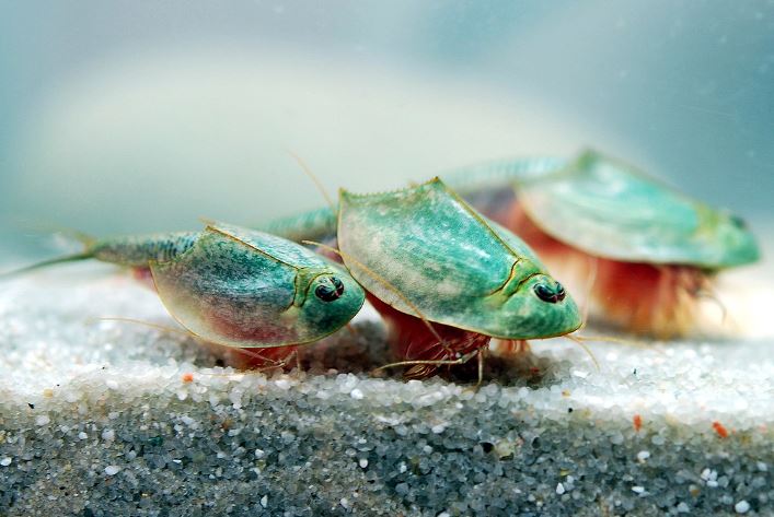 Hóa thạch sống tôm khủng long ba mắt đang gây ra một 'cơn sốt' trong giới nghiên cứu!