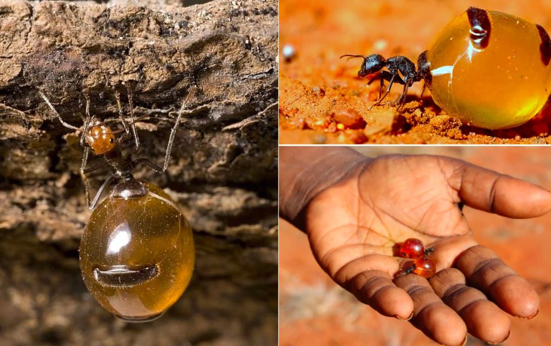 CLIP: Loài kiến biến đồng loại thành ‘hũ mật’ sống
