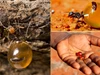 CLIP: Loài kiến biến đồng loại thành ‘hũ mật’ sống