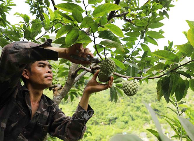 Định danh nông sản địa phương, mở đường xuất khẩu chính ngạch