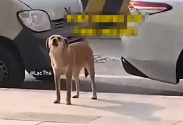 ‘Ôm hận’ vì bị triệt sản, chú chó kiên trì ‘hành hạ’ bác sĩ thú y suốt 3 năm