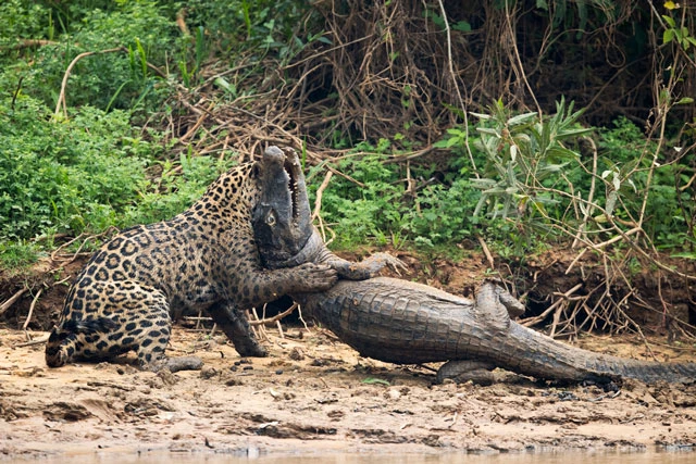 Báo đốm săn cá sấu.