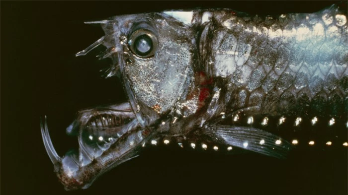 Cá rắn viper Sloane có răng to, trong và cơ quan phát sáng dọc bụng gọi là thể phát quang, các đặc điểm này giúp nó có thể sống sót dưới đáy biển. Ảnh: DeAgostini 