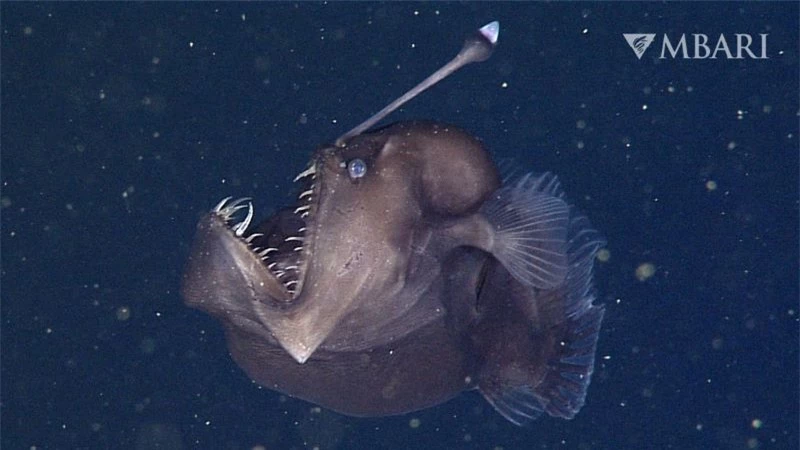 Cá cần câu (thuộc chi Melanocetus) sử dụng phát quang sinh học để thu hút con mồi dưới biển sâu. Ảnh: MBARI 