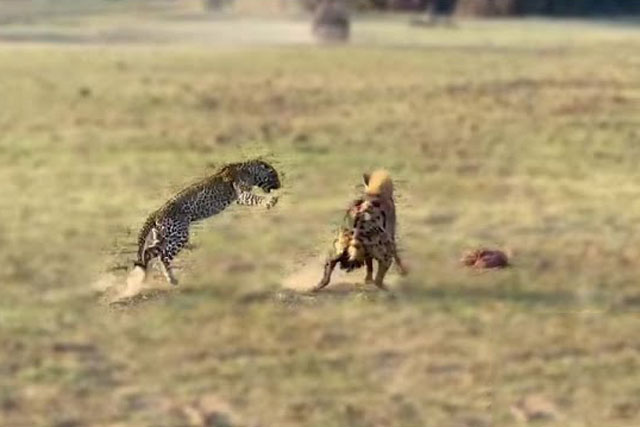 CLIP: Báo hoa mai ác chiến với linh cẩu để giành lại mồi