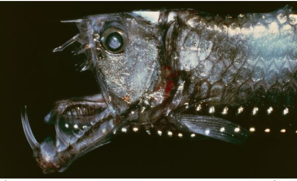 V&#xEC; sao c&#xE1;c lo&#xE0;i c&#xE1; &#x111;&#xE1;y bi&#x1EC3;n c&#xF3; v&#x1EBB; ngo&#xE0;i k&#x1EF3; d&#x1ECB;?