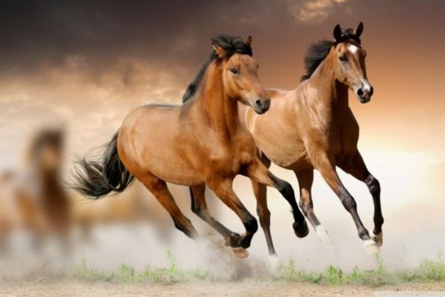 Đàn ông 4 con giáp này giỏi quản lý tài chính, kiếm tiền “như nước”, chẳng mấy mà vượng