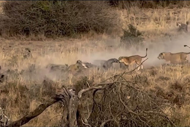 CLIP: Linh cẩu ác chiến dữ dội với sư tử giành thức ăn