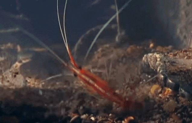 Sinh vật nặng 50g, phát ra âm thanh vượt xa động cơ phản lực: Bí mật nằm ở đâu?