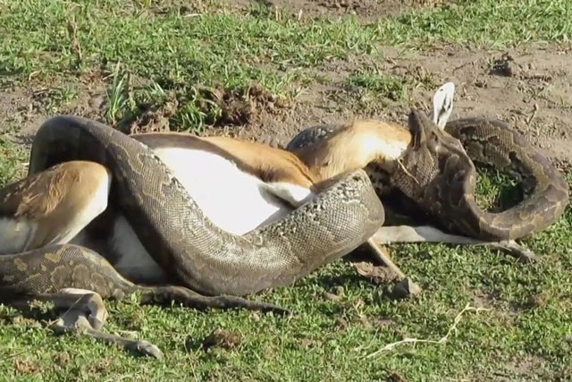 CLIP: Trăn ‘khủng’ cố gắng nuốt chửng linh dương