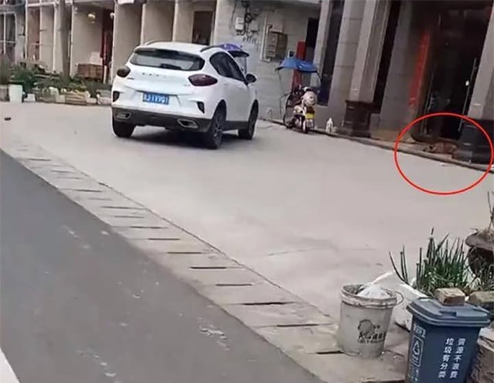 ‘Ôm hận’ vì bị triệt sản, chú chó kiên trì ‘hành hạ’ bác sĩ thú y suốt 3 năm - 1