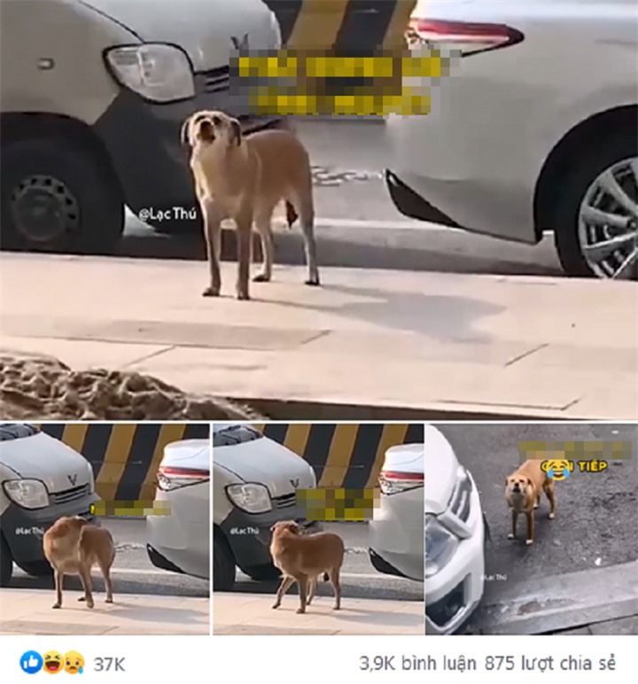 ‘Ôm hận’ vì bị triệt sản, chú chó kiên trì ‘hành hạ’ bác sĩ thú y suốt 3 năm - 3