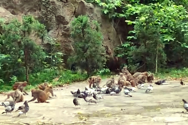 Độc đáo ngôi chùa cưu mang đàn khỉ hàng trăm con