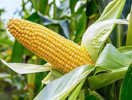 4 loại thực phẩm quen mặt bất ngờ "xuyên không" trong kiếm hiệp của Kim Dung