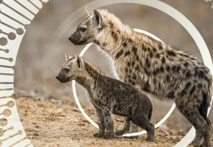 Linh cẩu thuộc họ chó hay họ mèo?