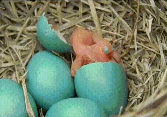 Chùm ảnh khoảnh khắc mới chào đời của các bé động vật, nhỏ xíu đỏ hỏn khiến nhiều người phải thốt lên: "Thật bất ngờ!"