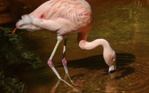 10 sự thật thú vị về động vật hoang dã mà không phải ai cũng biết