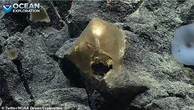 Các nhà khoa học bối rối với 'quả trứng vàng' bí ẩn tìm thấy ở đáy biển sâu, không rõ đây là vật thể gì - Ảnh 1.