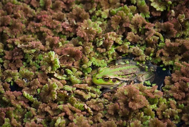 Loài này còn được gọi là ếch chuông phương Nam, bám chặt vào đám cỏ dại xung quanh ao.