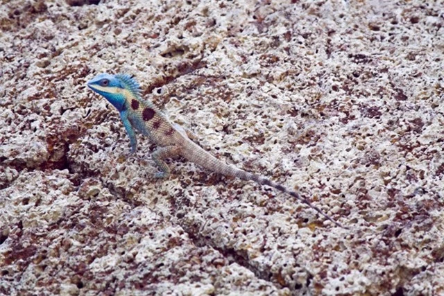 Một chú tắc kè đực có đầu màu xanh nhưng có thể giảm màu để phù hợp với phần còn lại của cơ thể và hòa vào đá khi kẻ săn mồi ở gần.
