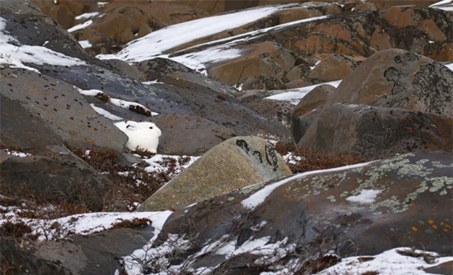 Một con thỏ Bắc Cực tạo ấn tượng tuyết đẹp nhất ở Vịnh Hudson, Canada.