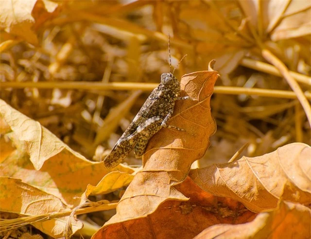 Giữa những chiếc lá mùa thu đang mục nát, bạn sẽ khó có thể phát hiện ra loài châu chấu này.