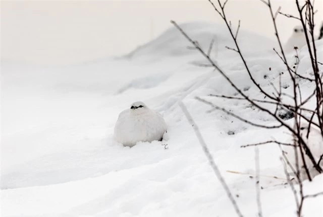 Bộ lông mùa đông của chú gà gô trắng đặc biệt thích nghi với môi trường đầy tuyết xung quanh.