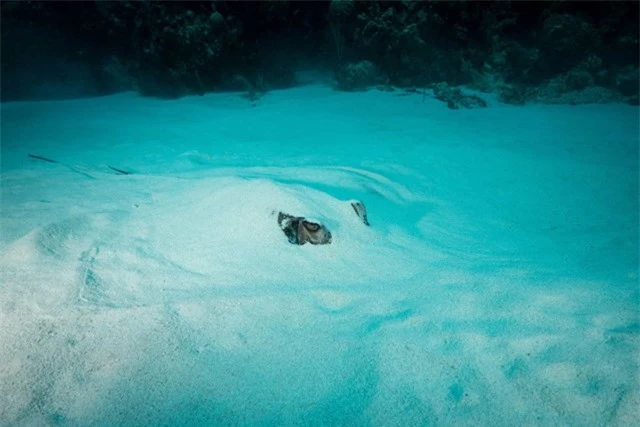 Một con cá đuối gai độc ở vùng biển Caribbean đã nghĩ ra một cách khôn ngoan để trốn tránh những kẻ săn mồi.