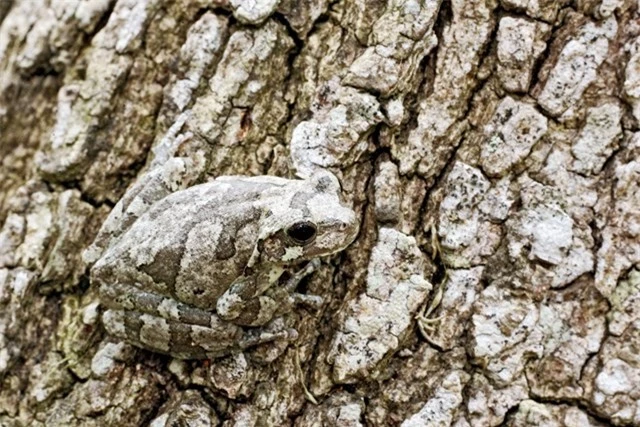 Rất dễ dàng để bỏ qua chú ếch nhỏ bé đang thư giãn trên thân cây này.