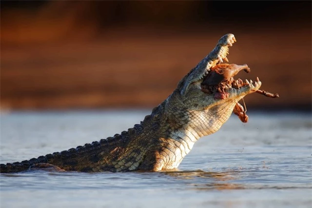 Đây là những điều sẽ xảy ra nếu bạn thả một con cá sấu vào hồ đầy cá ăn thịt piranha - Ảnh 1.