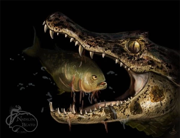 Đây là những điều sẽ xảy ra nếu bạn thả một con cá sấu vào hồ đầy cá ăn thịt piranha - Ảnh 2.