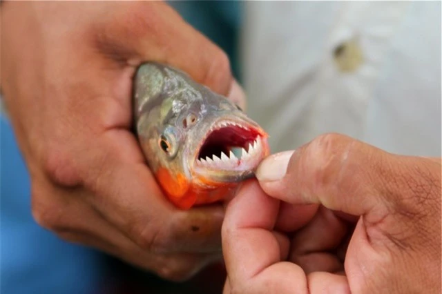 Đây là những điều sẽ xảy ra nếu bạn thả một con cá sấu vào hồ đầy cá ăn thịt piranha - Ảnh 3.