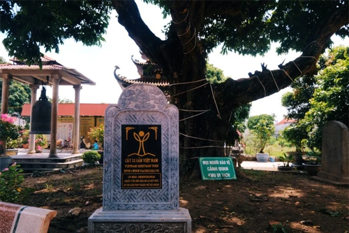 Tại đền Mõ, cây nhãn cổ thụ cũng được công nhận là Cây di sản Việt Nam.