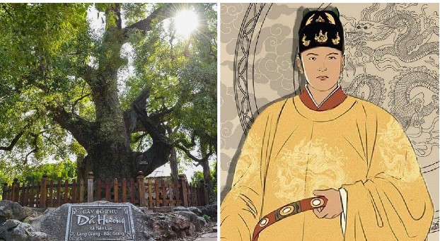 Cây dã hương nghìn năm tuổi ở Bắc Giang được vua Lê sắc phong, là báu vật độc nhất của cả thế giới