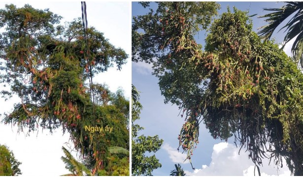 Cây thanh long cổ thụ ở Đắk Lắk 'thách thức' người hái quả, gia chủ giải đáp những lời đồn bí ẩn