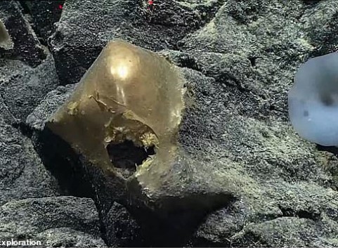 Các nhà khoa học bối rối với 'quả trứng vàng' bí ẩn tìm thấy ở đáy biển sâu, không rõ đây là vật thể gì