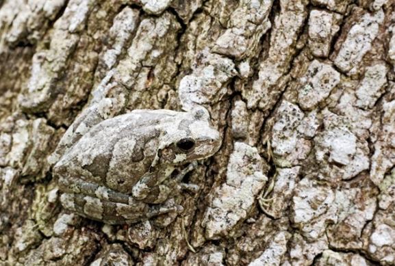 Động vật ngụy trang ‘siêu’ như thế nào?