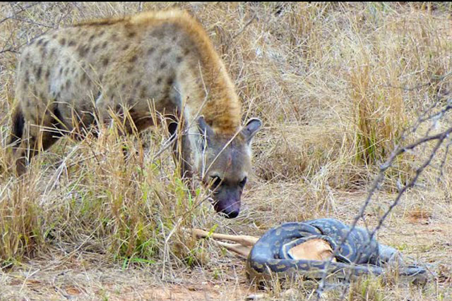 CLIP: Linh cẩu cướp mồi của trăn ‘khủng’