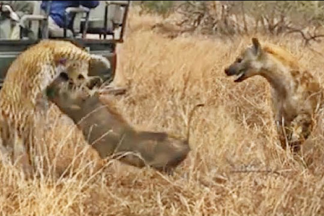 CLIP: Linh cẩu vô tình giúp lợn bướu húc bay báo hoa mai, thoát chết ngoạn mục