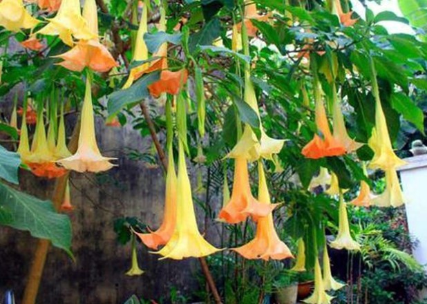 Độc tố trong hoa chuông nguy hiểm thế nào mà người ăn có thể bị ngộ độc nặng, thậm chí tử vong?