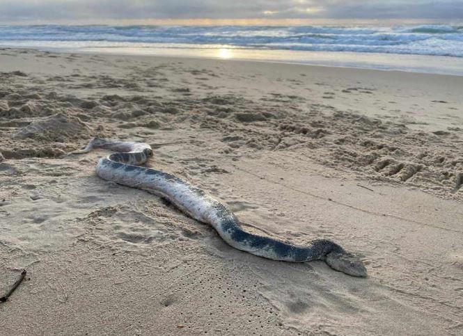 Đi dạo bờ biển, hoảng hồn phát hiện con vật kịch độc