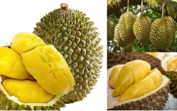 Mẹo chọn quả sầu riêng chín già thơm ngon, ngọt béo không bị sượng