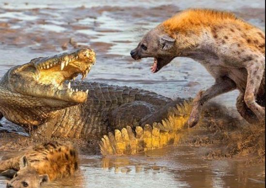Clip: Linh cẩu bị cá sấu tấn công bất ngờ rồi kéo xuống sông để ăn thịt