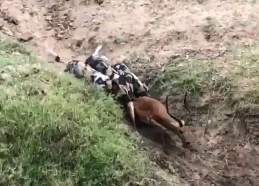 CLIP: Chạy trốn xuống sông, linh dương vẫn không thể thoát khỏi ‘án tử’ của chó hoang