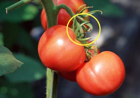 Đi chợ, thấy cà chua có 3 ĐẶC ĐIỂM này dứt khoát đừng mua: Có thể chứa độc tố hoặc đã bị tiêm thuốc kích chín, người trồng còn không dám ăn