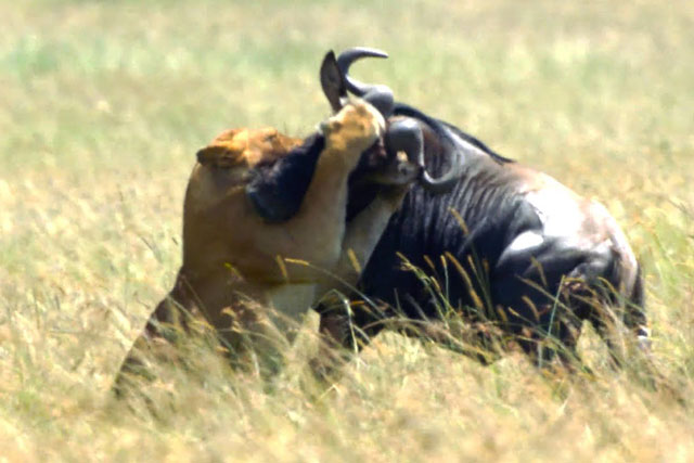 CLIP: Mắc sai lầm chết người, linh dương đầu bò bị sư tử đoạt mạng