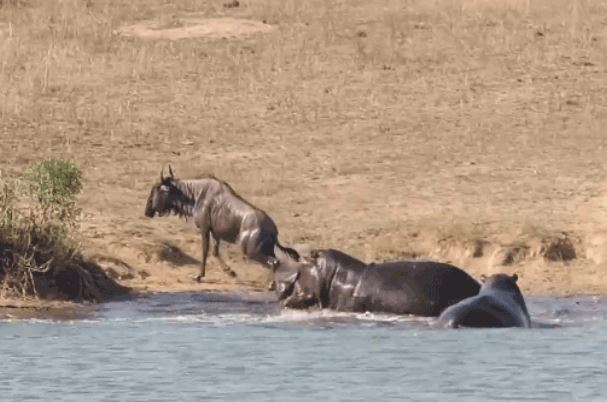 Clip: Linh dương đầu bò kịch chiến giành sự sống trước cá sấu, đến khi sắp chết thì bất ngờ được ‘gã khổng lồ’ lao tới cứu mạng
