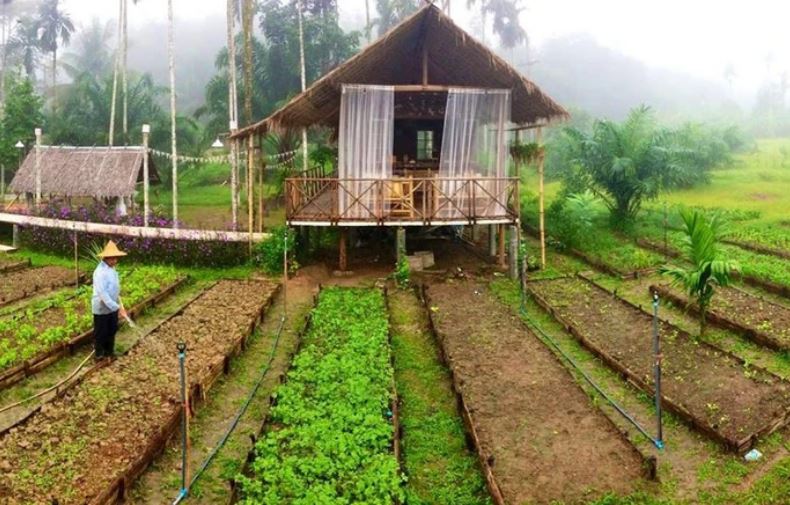 Ngôi nhà với vườn rau xanh mướt ai nhìn cũng thích