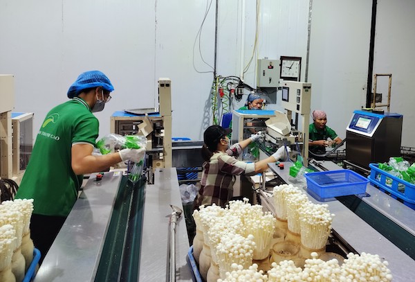 Cần có chính sách đột phá để doanh nghiệp "mặn mà" với nông nghiệp công nghệ cao